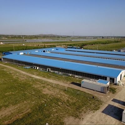 Bảng nhựa galvanized Sản xuất gia súc Nhà nông nghiệp Nhà thép Nhà nuôi gà