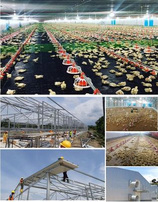 CE Sản xuất gia súc nhà nông nhà thép nhà gà và thiết bị cho gà