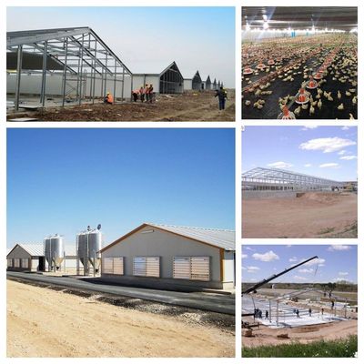 CE Sản xuất gia súc nhà nông nhà thép nhà gà và thiết bị cho gà