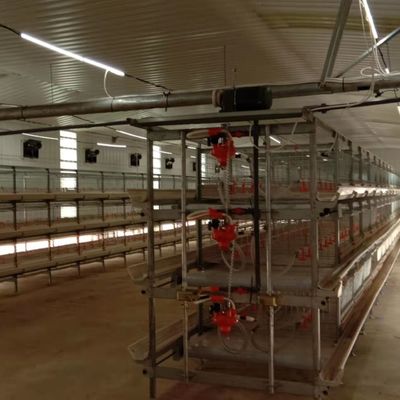 Hệ thống cho thịt thịt thịt tự động là giải pháp lý tưởng cho các trang trại nuôi gia cầm