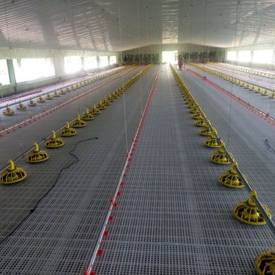 Chăn nuôi gia cầm bằng nhựa cho hiệu suất tối ưu trong nuôi gia cầm