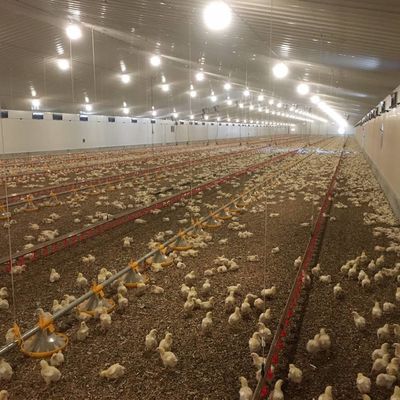 Hệ thống sàn thịt gà lâu dài với khả năng chống ăn mòn / vật liệu nhựa