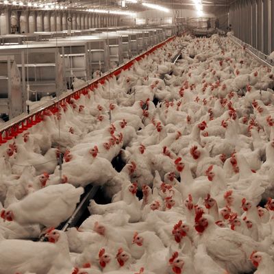 Hệ thống sàn thịt gà lâu dài với khả năng chống ăn mòn / vật liệu nhựa