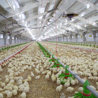 Giá rẻ xây dựng thép cấu trúc xây dựng trang trại gia súc gà nhà gà