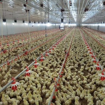 Giá rẻ xây dựng thép cấu trúc xây dựng trang trại gia súc gà nhà gà