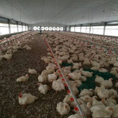 Giá rẻ xây dựng thép cấu trúc xây dựng trang trại gia súc gà nhà gà