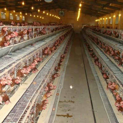 Một loại chuồng gà thép galvanized với hệ thống uống tự động / loại bỏ phân