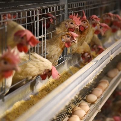 3 Lớp Ống gà nhựa đắm nóng với thức ăn tự động