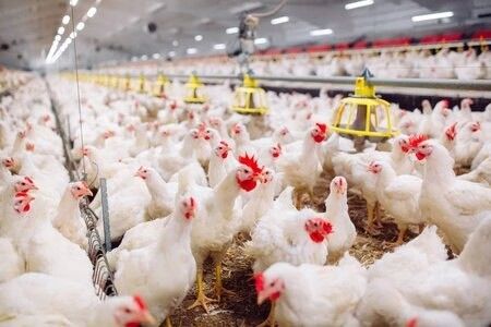 Thiết kế chuyên nghiệp Nhà trang trại gia súc gia cầm Tòa nhà thép tiền chế