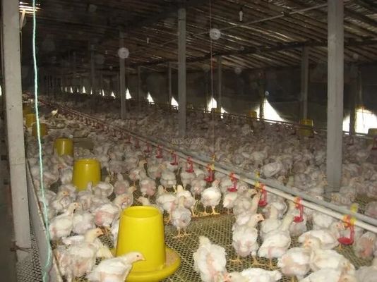Thiết kế chuyên nghiệp Nhà trang trại gia súc gia cầm Tòa nhà thép tiền chế