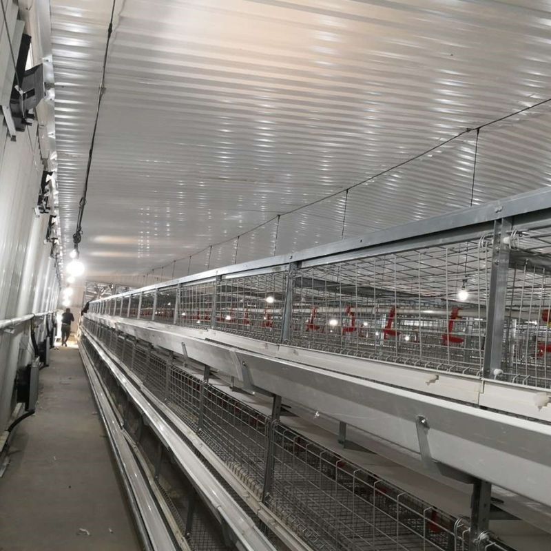 Hệ thống lồng gà gà gà lớn 230M * 56M cho quốc gia xuất xứ