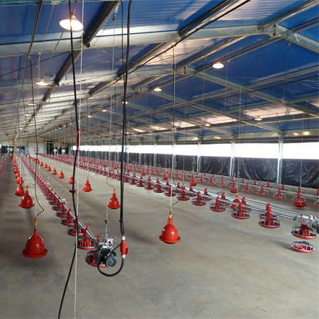 Hệ thống sàn chăn nuôi ủ gà thông gió tuyệt vời cho dây chuyền sản xuất chăn nuôi