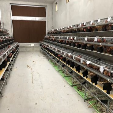 Một loại chuồng gà thép galvanized với hệ thống uống tự động / loại bỏ phân