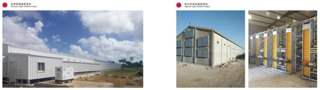 Hệ thống lồng gà gà thịt gà ISO Lồng gà thịt gia cầm tùy chỉnh cho nuôi gia cầm 7