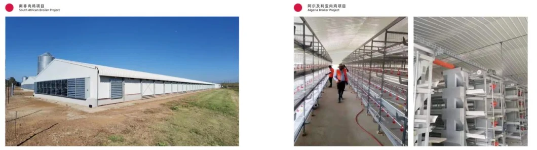 Hệ thống lồng gà gà thịt gà ISO Lồng gà thịt gia cầm tùy chỉnh cho nuôi gia cầm 6
