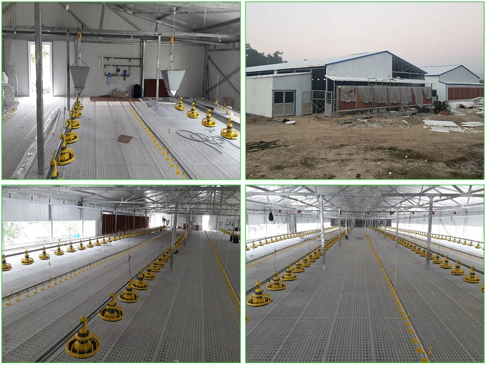 SGS Sở chăn nuôi Nhà chăn nuôi Sản xuất tự động khung thép Chicken Coop 0