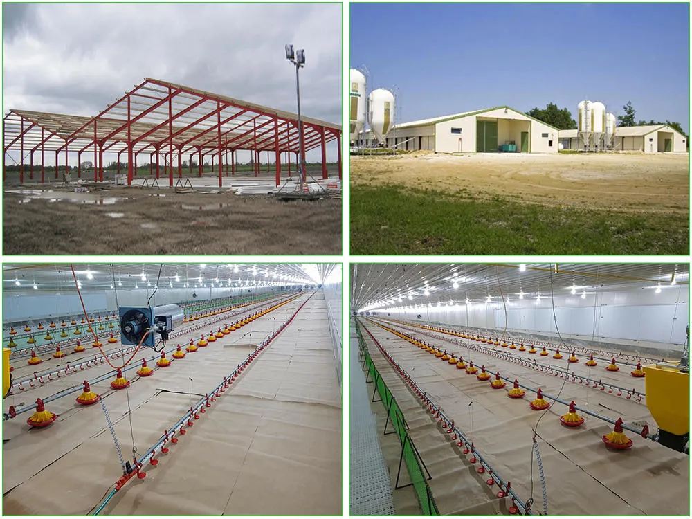 SGS Sở chăn nuôi Nhà chăn nuôi Sản xuất tự động khung thép Chicken Coop 1