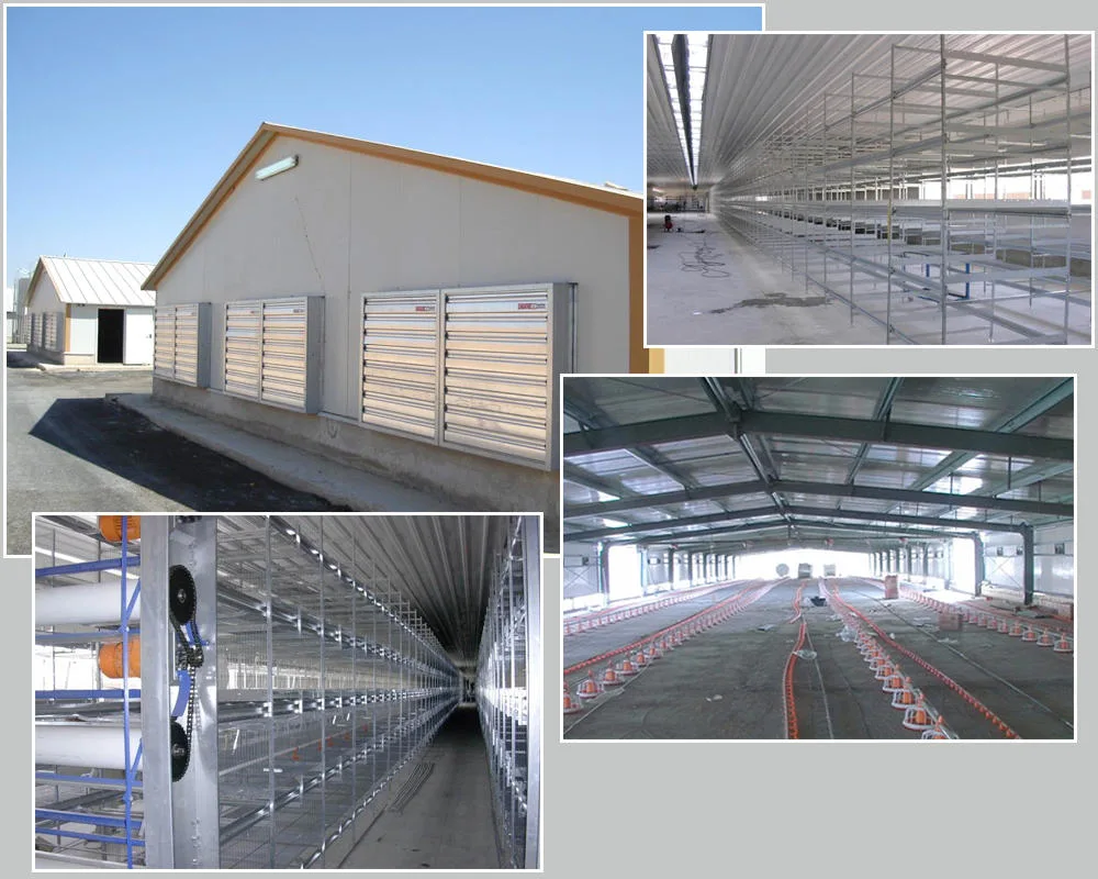 SGS Sở chăn nuôi Nhà chăn nuôi Sản xuất tự động khung thép Chicken Coop 2