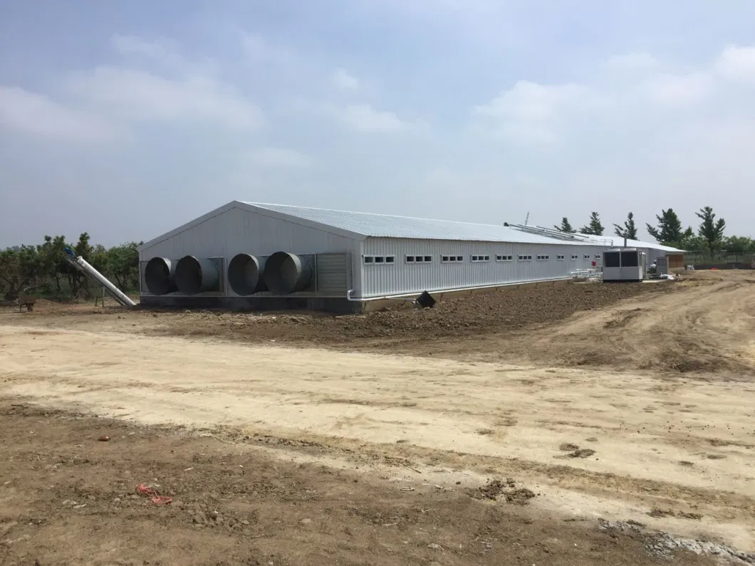 CE Sản xuất gia súc nhà nông nhà thép nhà gà và thiết bị cho gà 1
