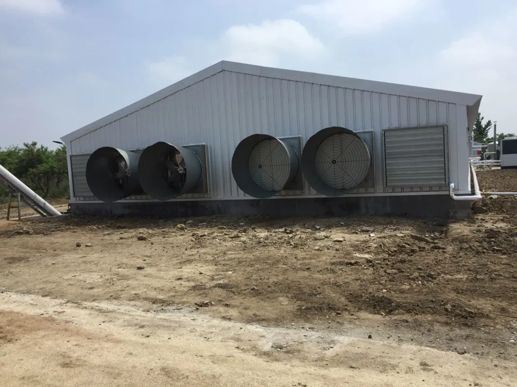 CE Sản xuất gia súc nhà nông nhà thép nhà gà và thiết bị cho gà 6