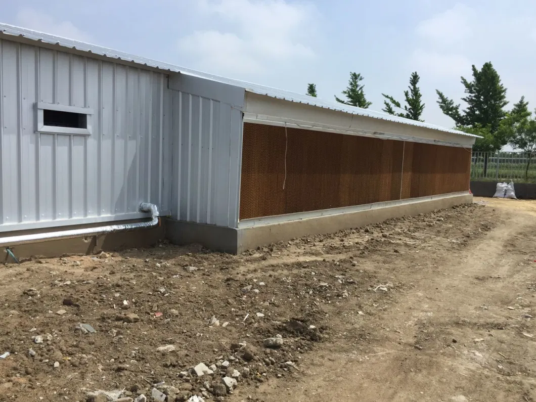 CE Sản xuất gia súc nhà nông nhà thép nhà gà và thiết bị cho gà 10