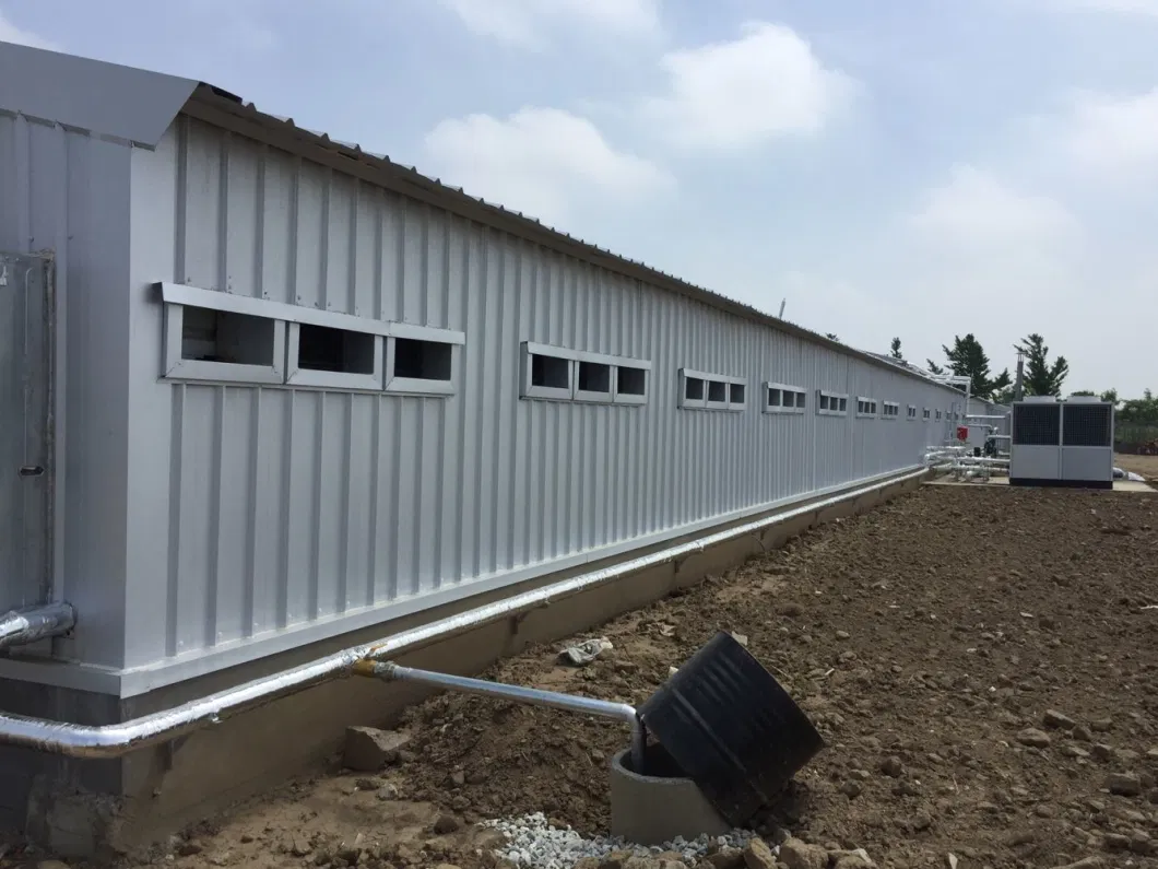 CE Sản xuất gia súc nhà nông nhà thép nhà gà và thiết bị cho gà 9